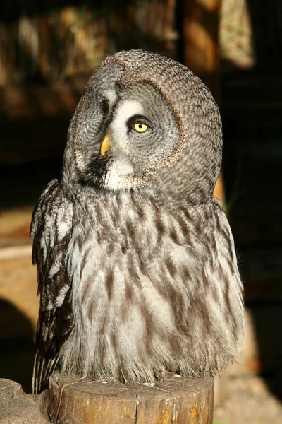 Great Gray Owl — Stock Photo, Image