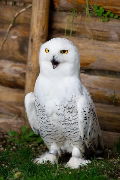 Snow owl in the garden — Stock Photo, Image