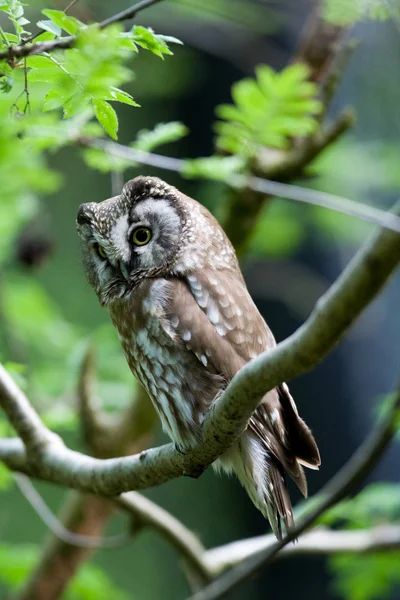 De boreale uil — Stockfoto