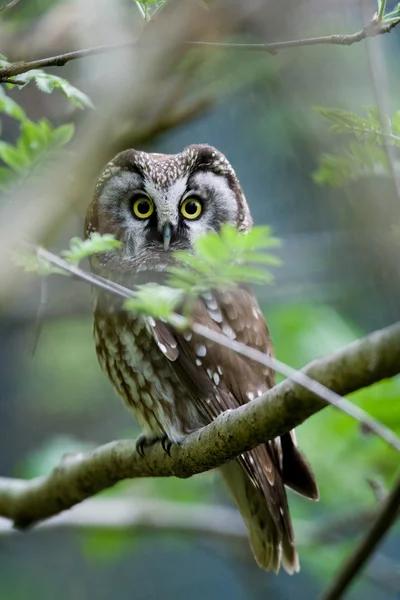 De boreale uil op boom — Stockfoto