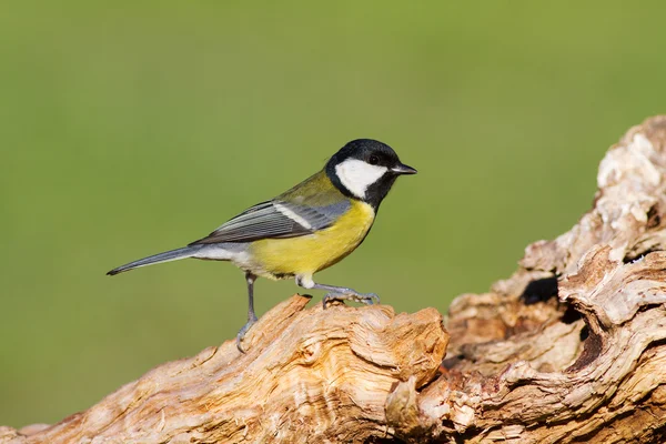 Koolmees in bos — Stockfoto