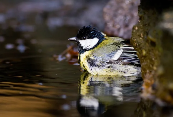 池の中のシジュウカラ — ストック写真