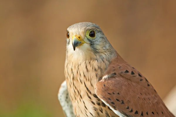 Turmfalke auf Baum — Stockfoto