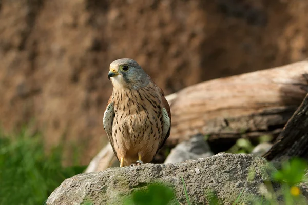 Cernícalo en el bosque — Foto de Stock