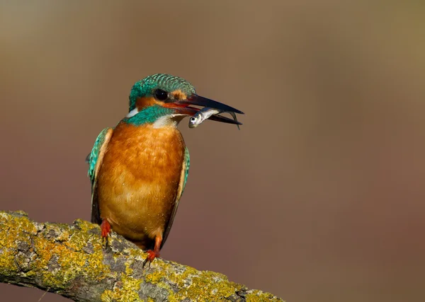 Kingfisher på gren — Stockfoto