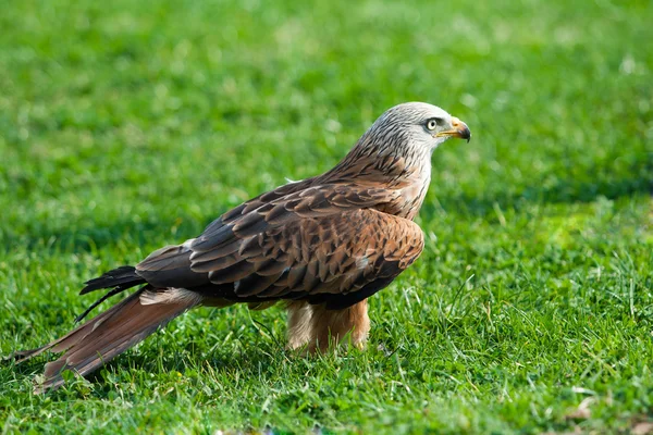 Red kite in the garden — Stock Photo, Image