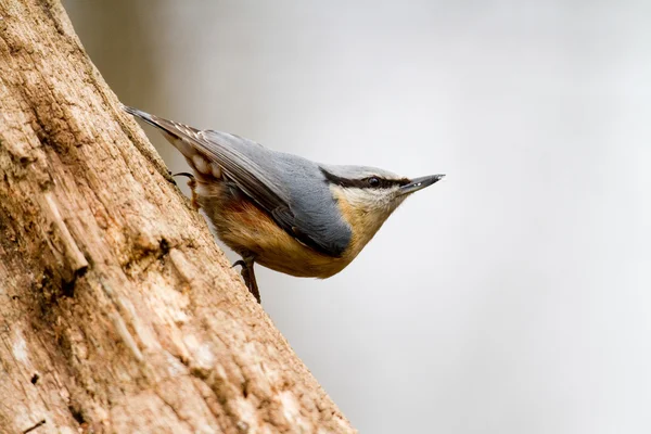 Ormanda ağaçta sıvacı kuşu — Stok fotoğraf