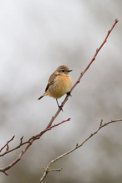 Stonechat sur l'arbre — Photo