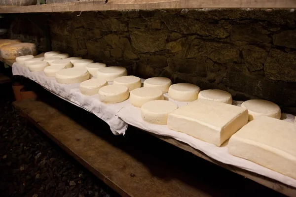 意大利 Valtellina 高山上的干酪生产 — 图库照片