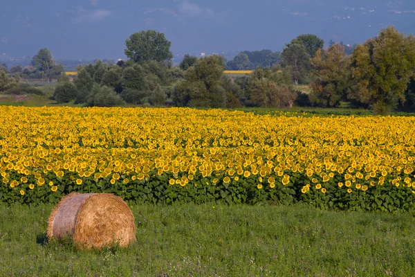 Campo Girassóis Rieti Itália — Fotografia de Stock