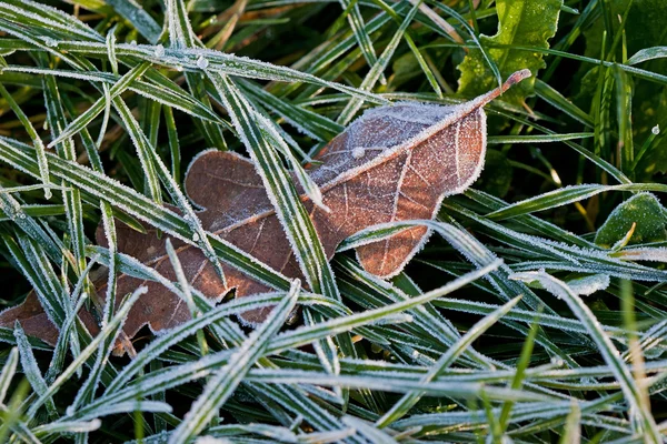 Graseis im Winter — Stockfoto