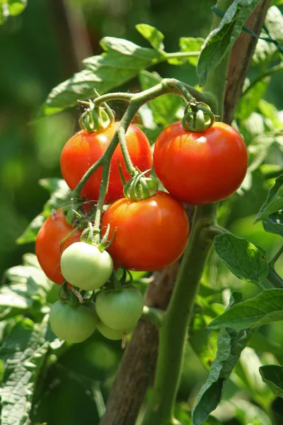 Tomatoes in the garden Stock Image