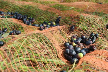 Zeytin hasat İtalya