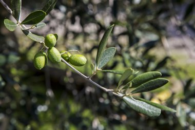 Zeytin hasat İtalya