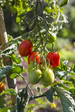 Domates bahçede.