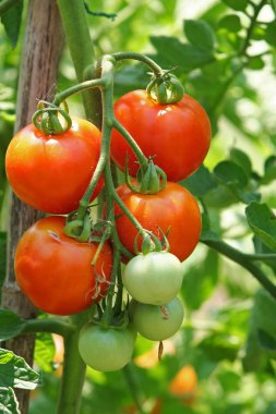 Domatesler bahçede