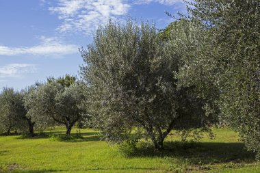 Zeytin hasat bahçede