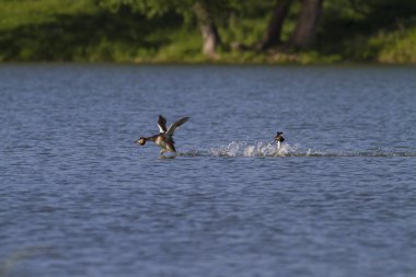 Çiftleşme içinde büyük tepeli batağan