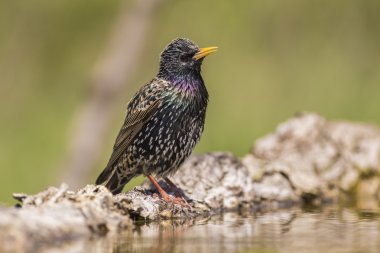 Starling gölet üzerinde