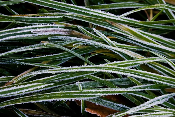 Hielo de hierba en el jardín — Foto de Stock