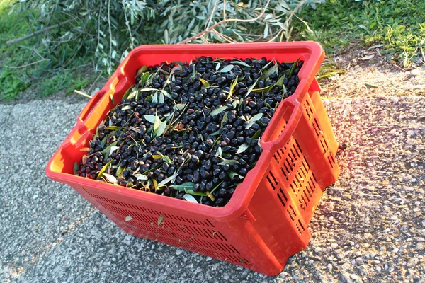 Olajbogyó szüret a kertben — Stock Fotó