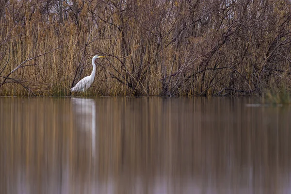 Great Egret in the pond — Stock Photo, Image