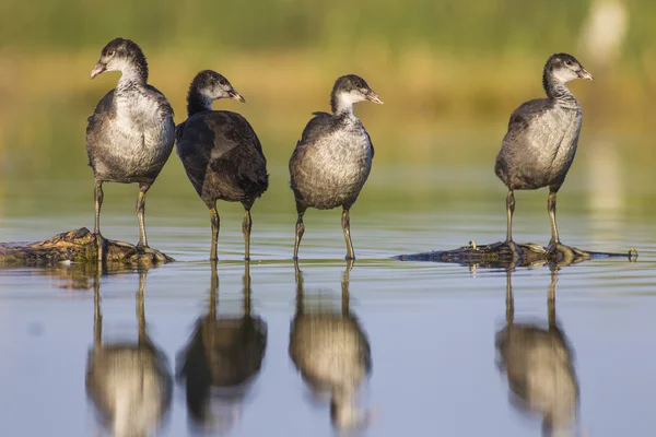 Young coots in lake — 图库照片
