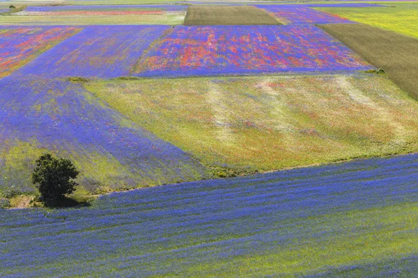 Paysage de la plaine de Castelluccio en Italie — Photo