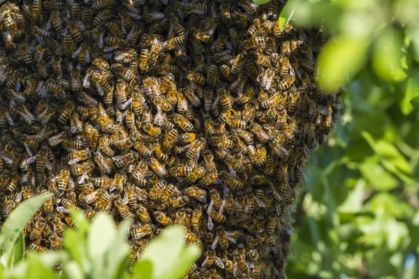 Пчелы на дереве — стоковое фото