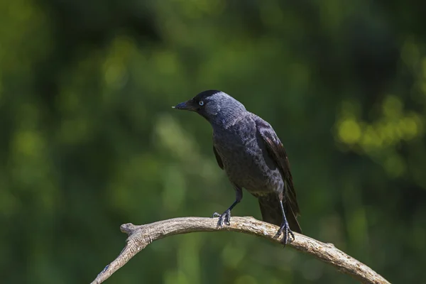 Jackdaw на дереве — стоковое фото