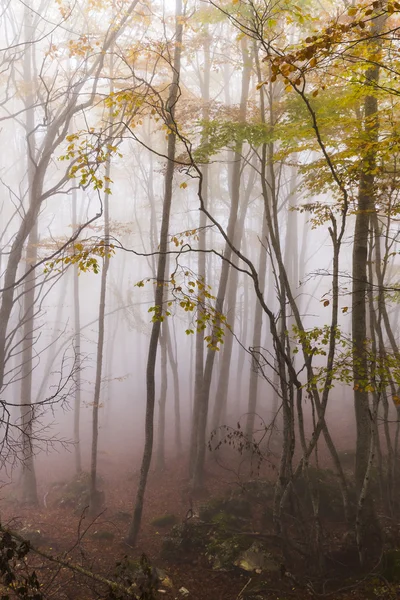 Herfstbos in de mist — Stockfoto