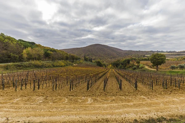 Vineyard in autumn in Tuscany,Italy — Stock Photo, Image