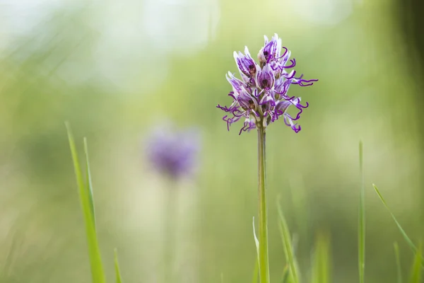 Monkey Orchid, Orchis simia Royalty Free Stock Images