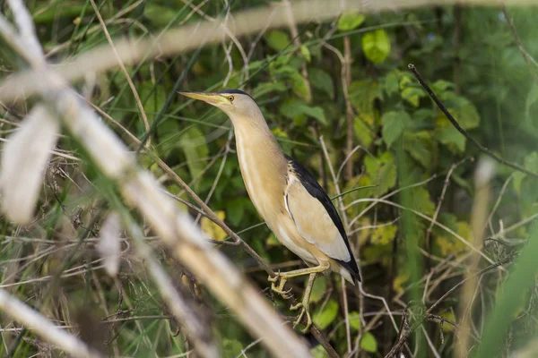 Bittern on tree Stock Image