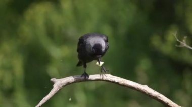 Ağaç üzerinde küçük karga