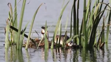 büyük tepeli batağan