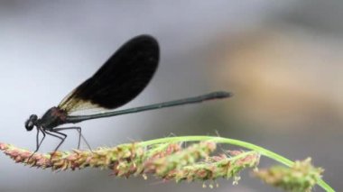 Kızböcekleri yaprak üzerinde