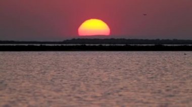 Fransa'da Camargue Sunrise
