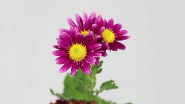 beyaz zemin üzerine krizantem