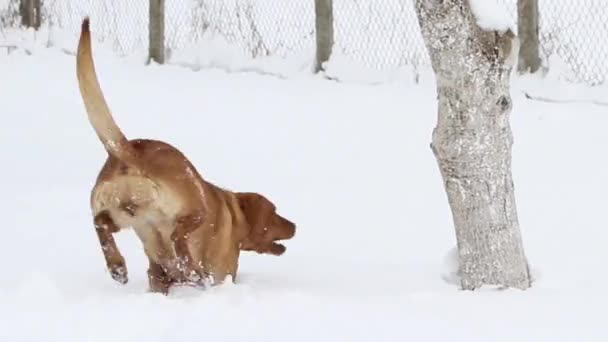 在雪上的狗 — 图库视频影像