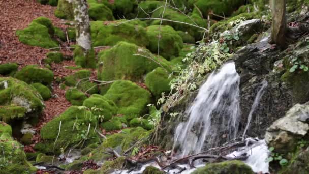 Fuente de agua en el Parque Nacional de los Abruzos en Italia — Vídeos de Stock