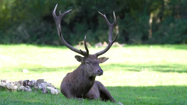 Herten rustend in het bos — Stockvideo