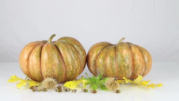 Pumpkins on white background — Stock Video