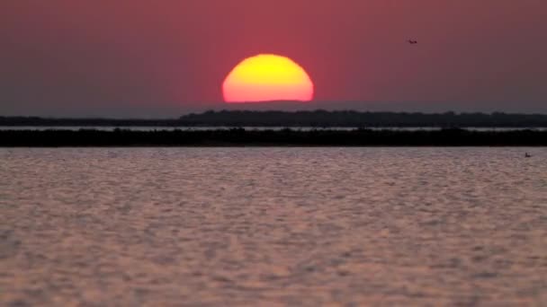 Nascer do sol na Camargue na França — Vídeo de Stock