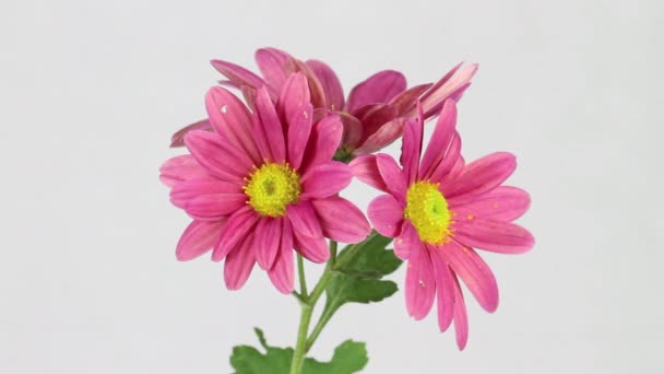 Chrysanthemum on white background — Stock Video