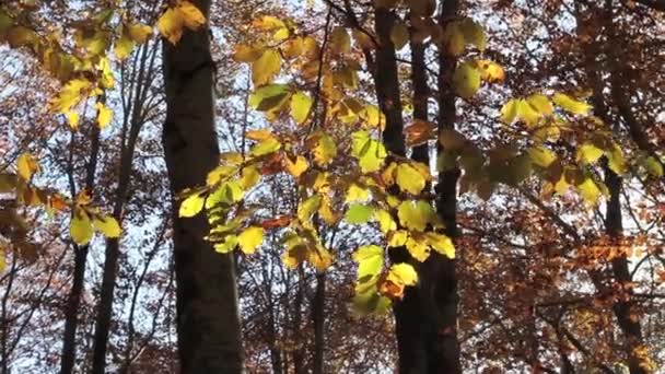 Az őszi erdő — Stock videók