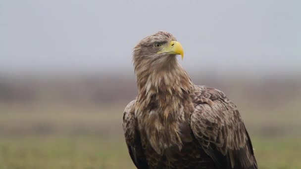 Portrait d'un aigle de mer — Video