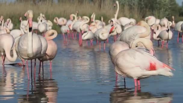 Roze flamingo's in Lake — Stockvideo