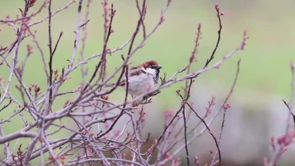 Passero sull'albero — Video Stock