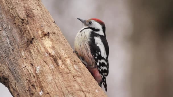 Pic tacheté sur l'arbre